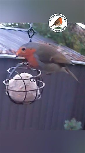 Robin’s Genius Hack: Eating from a Hanging Feeder Like a Pro! ‪@BackyardBirdsofYorkshire‬