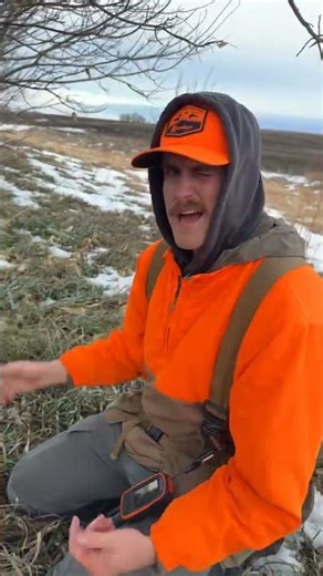 3 types of setters 👀 #hunting #pheasanthunting #pheasants #birds #birddogs