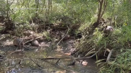 Rare sighting of armadillo quadruplets at Texas state park