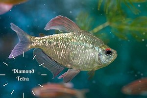 Diamond Tetra Must Know Care Facts, Behavior, Breeding