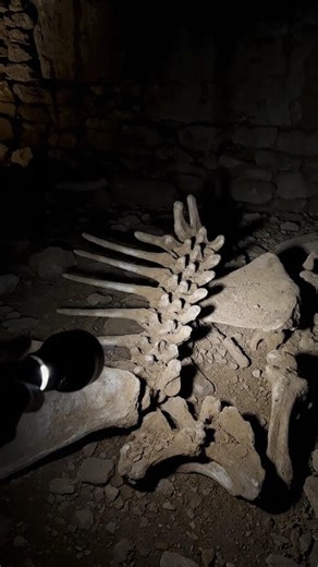 Scattered Bones of an Extinct Glyptodon Found | Real Torch POV