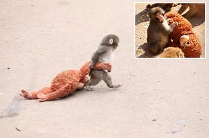 Here’s the heartbreaking reason why Punch, the viral baby monkey, carries stuffed animal