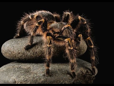 Vybalení Sklípkanu a výroba ubikace pro oba pavouky. Díl 1.