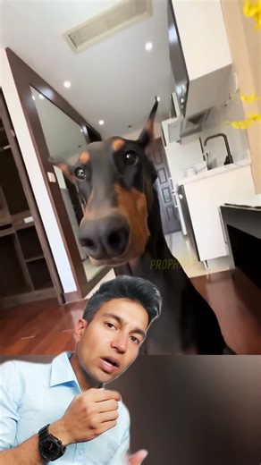 Why Dobermans Have Cropped Ears ✂️🐶