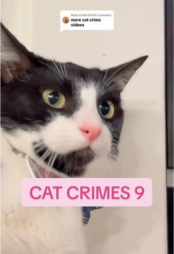 Replying to @BlerStar95 Serving both looks & time 💅🚔 #nekocatcafe #catcrimes #catcafe #catcrime #seattle #seattlewa #bellingham #bellinghamwa #catsoftiktok #cattok #neko #washingtonstate #silly