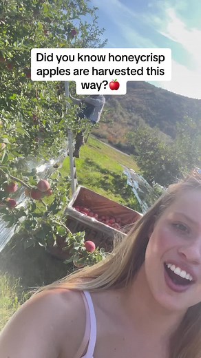 Honeycrisp is usually people’s favorite apple, how about yall? #apples #honeycrisp #harvest #applegirl #washington #learnontiktok