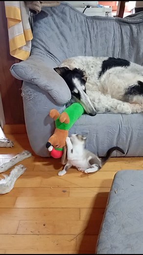 Monday good morning 😁 | Derzhi Veter Borzoi