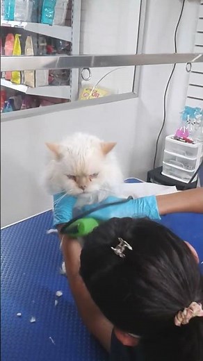 GATO PERSA CORTE LEÓN Parte 2