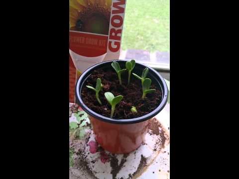 Buzzy Seed grow kit (1-12-15)