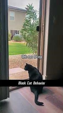 #8 Funny Black Cats Behavior 😹 | Hilarious Cat Moments 🐈 | Funny Cats Videos ❤️