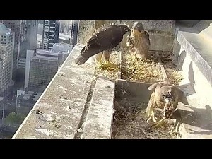 367 Collins Falcons~One is running back and fourth! three are in sight~7:36 AM 2021/11/09