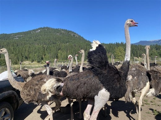 B.C. ostrich cull to go ahead after top court won't hear appeal, CFIA says