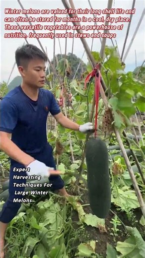 Expert Harvesting Techniques For Large Winter Melons