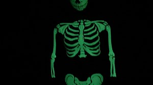 Gettin' down to the BARE BONES 🦴 of the heat transfer vinyl application process... Watch til' the end to see the full glow in the dark effect! 📷: Siser® EasyWeed® Glow (in the dark)💀💚 #siserna #halloween #autumn #siserhtv #htv #sisereasyweed #glowinthedark #spooky #skeleton #skeletoncostume #irononvinyl #customcostume #costummade #crafty #crafting #diy #diycostume #makeyourown #craftersgonnacraft | Siser North America