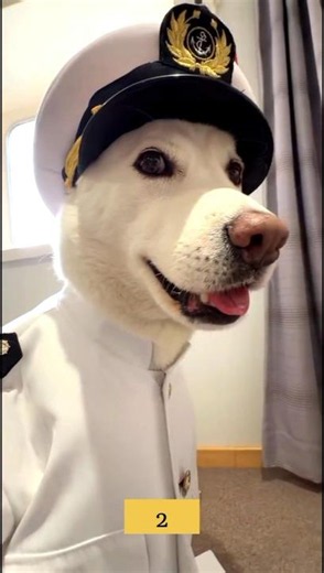 Ranking funniest dogs moments 😂😂😂 #usa #dog #dog #husky #dogshorts