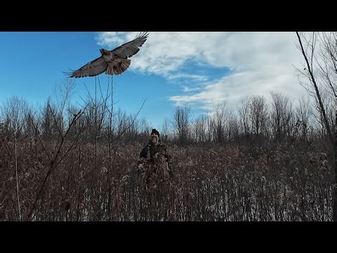 This Hawk Strikes Like an ABSOLUTE HAMMER! (Ohio Dirt Hawking for Rabbits and Squirrels)