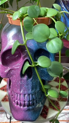 Peperomia Hope #plantssparkjoy #plantitasandplantitos #houseplants #indoorplants # #plantlover
