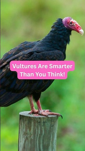 Vultures Are Smarter Than You Think!