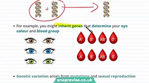 32.Genetic Variation and Mutation _ 9-1 GCSE Science Biology _ OCR, AQA, Edexcel