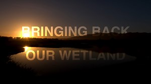 BRINGING BACK OUR WETLAND (UCSB Cheadle Center)