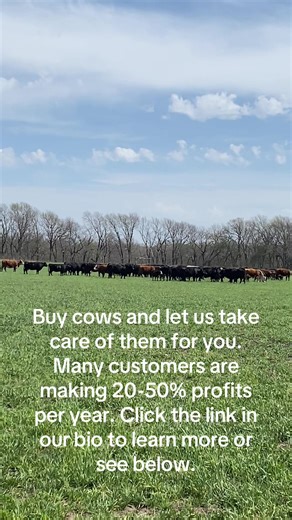Here’s How It Works – Simple, Transparent, Built for Global Investors Buy at Rock-Bottom Wholesale – You purchase premium mother cows directly from America’s best bloodlines – priced far below retail We Board, Breed & Deliver the Calf – All Prepaid: Your all-inclusive price covers 12–18 months of professional care on premier U.S. ranches: feeding, health program, vet checks, and precision breeding. → With one healthy calf included at no extra cost after 12-18 months. You Stay 100% in Control • T