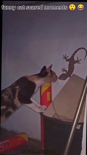 When Cats Get Scared 😂🐾 | Funny Cat Reactions #shorts