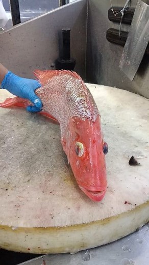 Professional fresh red snapper fish cutting slice #cooking #cutting #professional #seafood #shorts video | Fish cutting skills11