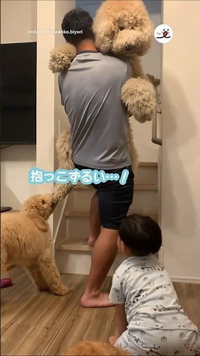 抱っこが羨ましい末っ子ワンコが…｜PECO #スタンダードプードル #子犬 #子犬のいる暮らし #愛犬家 #standardpoodle #puppy #puppylife #doglover