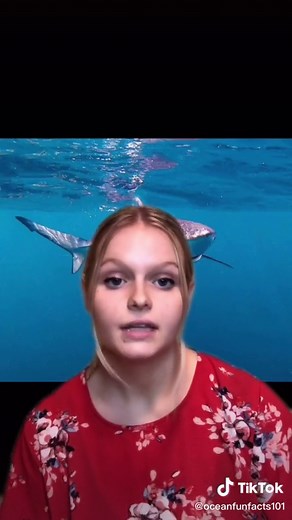 Fun Facts About the Blue Shark