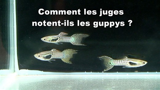 👍 Savez-vous comment on choisit le plus beau guppy dans un concours ? 🐠 Dans cette vidéo , découvrez les critères secrets (ou presque 😄) utilisés par les juges pour évaluer ces poissons aux couleurs éclatantes ! Forme, nage, couleurs, attitude… chaque détail compte ! 🎯 👉 Que vous soyez aquariophile débutant ou confirmé, ne manquez pas ce rendez-vous incontournable ! https://www.facebook.com/groups/905426097241505/ 👉 Soutenir le développement de ma chaîne, Seb l’aquariophile 🐠 Aidez-moi à 