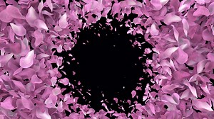 Download sakura petals cherry blossom petals animated transition from outer from outer with alpha channel 60fps 4k for free