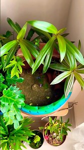 DIY mini pond with betta fighters! #bettafish #minipond #biotope #aquarium #plantedtank #fishtank