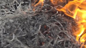 Prairie fire. Burning grass, heat inside. Super slow motion 1000 fps