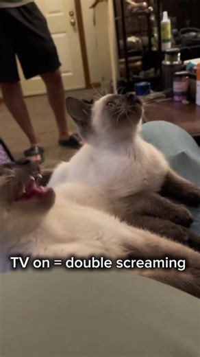Cat watching tv reaction moment #cattok #funnycat #catsoftiktok #catreaction #fyp