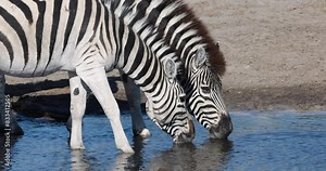 Close-up. Two Burchell's zebras drinking at a drying up river. Drought, Climate Change, Climate Emergency