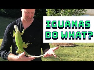 How to keep beautiful iguanas as pets - know your iguana