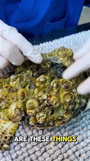 Are The Barnacles On This Turtle Alive? #turtles #animalshorts