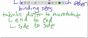 Why do you suppose it is much easier to add tubulin to existing microtubules than to start a new microtubule from scratch? Explain how γ-tubulin in the centrosome helps to overcome this hurdle. | Numerade