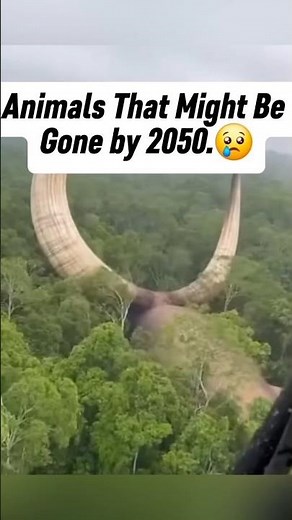 😢Animals We Could Lose Forever by 2050