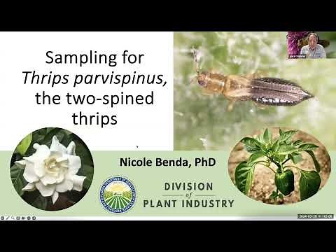 Special Pest Alert: Thrips Parvispinus