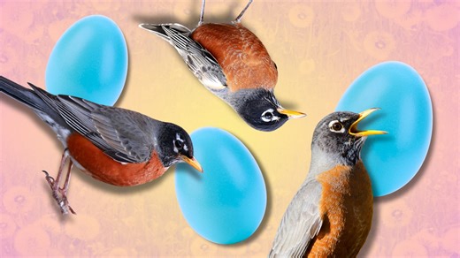 5 facts about robins—spring's unofficial mascot - The Weather Network