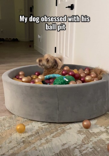 Funny Dogs Enjoying Their Ball Pit