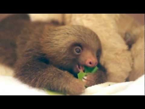 A Baby Sloth Eating an Almond Leaf