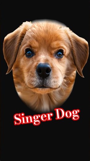 Singer Dog #dogs #singerdog #music #songlyrics #song #petsrule