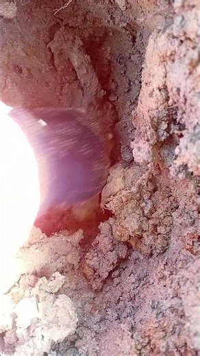 Wow!! Is that lotus stem or lotus root? Why is it so big? #lotusstem