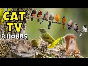 Cat TV: Mice, Birds, and Squirrels | Videos for Cats | 8 Hours