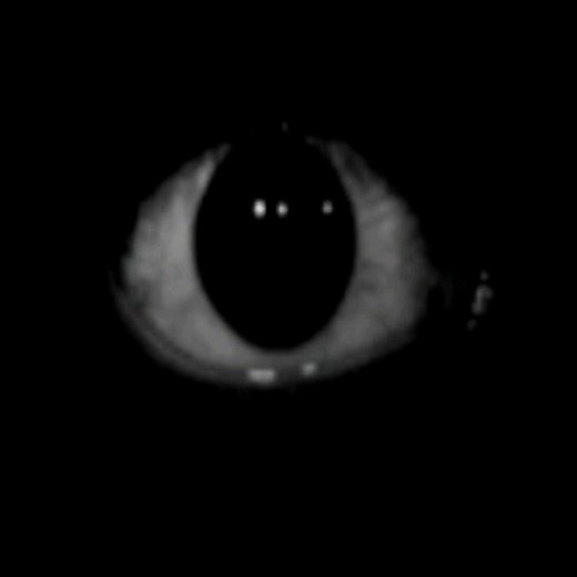 free bob eye profile