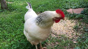 Davis Poultry Spray Concentrate