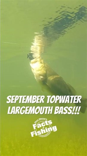 September Topwater Largemouth Bass! #shorts