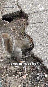 862K views · 2K reactions | the great squirrel heist of 2025 藍️ #Squirrel #Funny | Try Not to Laugh | Facebook